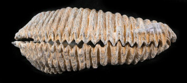 Cretaceous Fossil Oyster (Rastellum) - Madagascar #30344